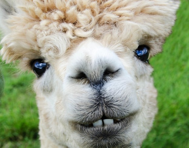 image of llama face only. It looks like it is smiling