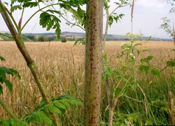 Poison Hemlock Stem