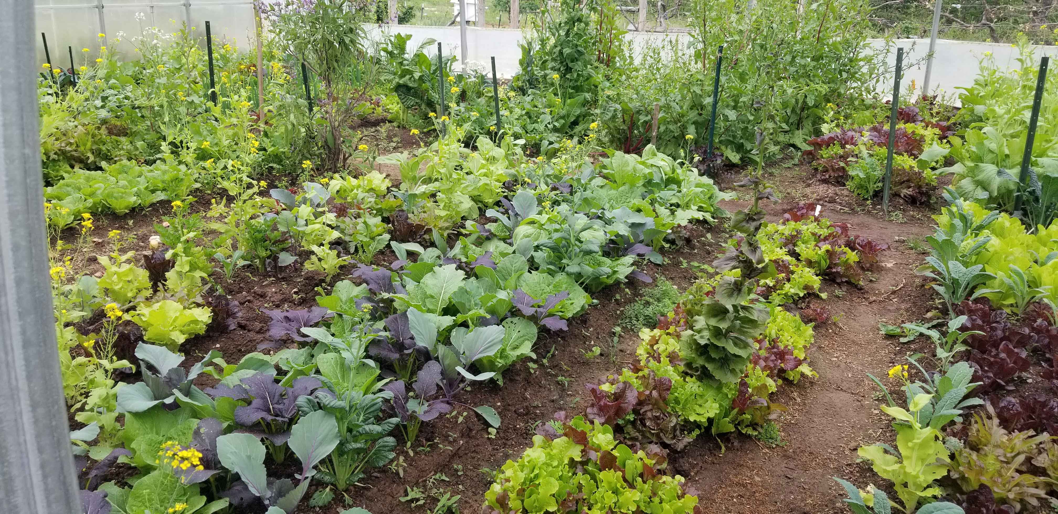 a vegetable garden with lettuces growing in rows 