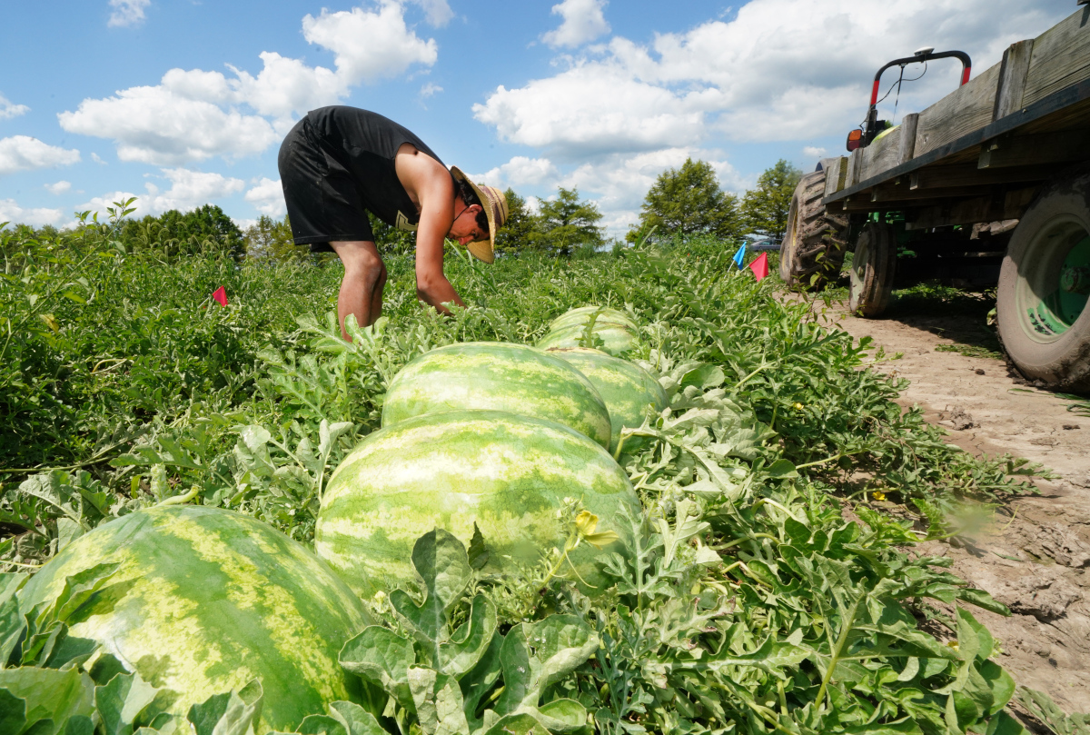 watermelonfarmer1200.jpeg