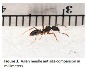 . Asian needle ant size comparison in  millimeters 