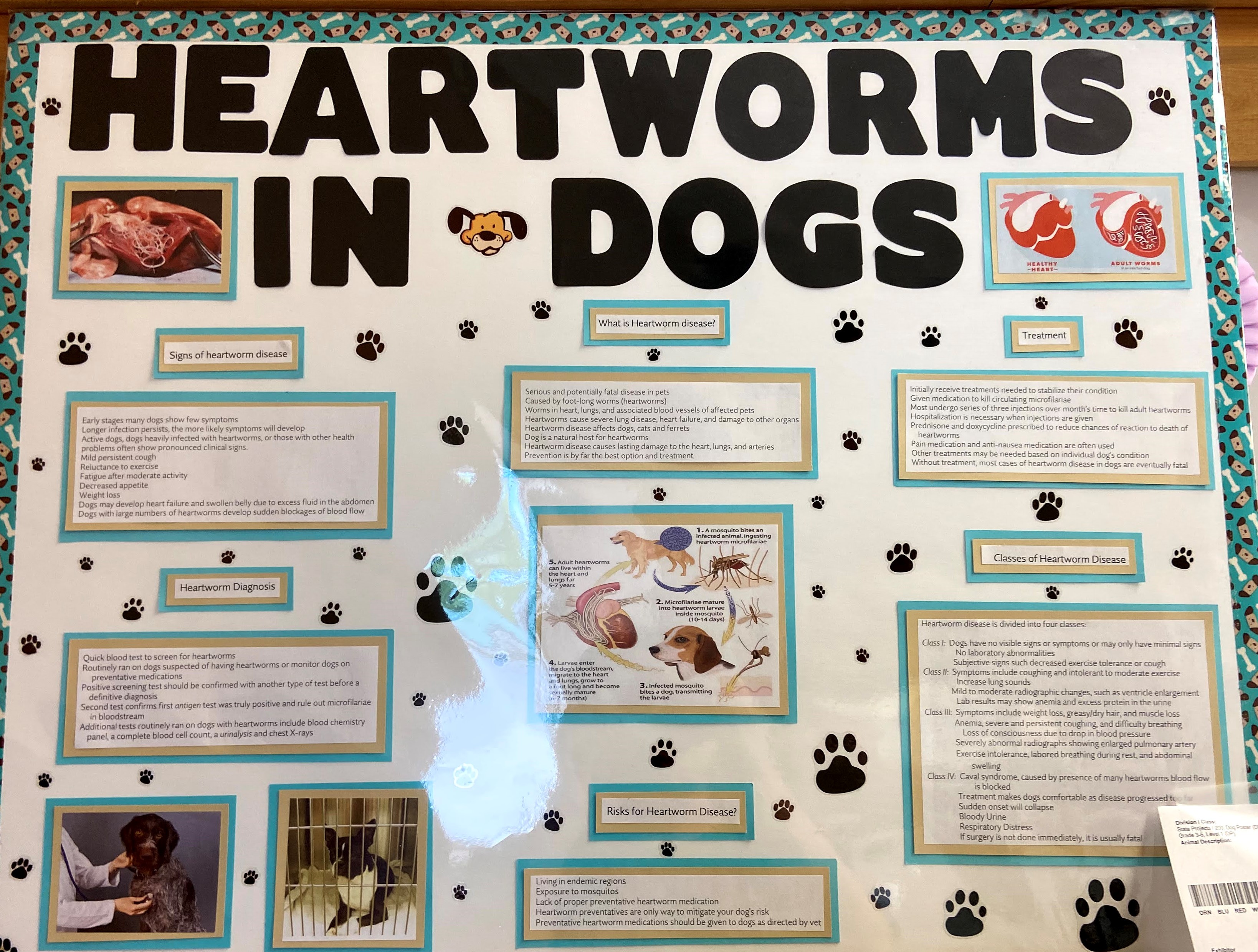 Animal Education Poster