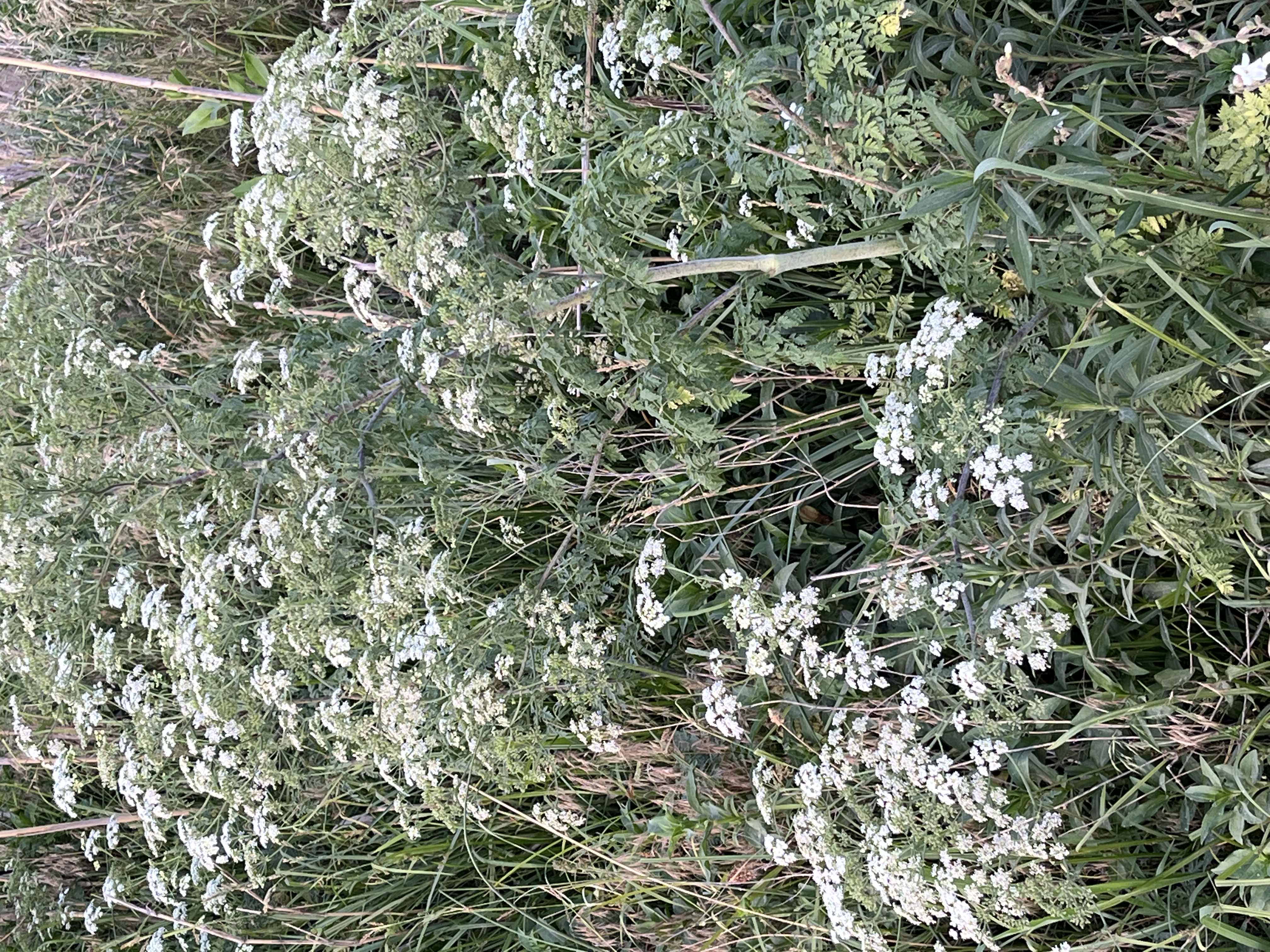 photo of bush with white flowers