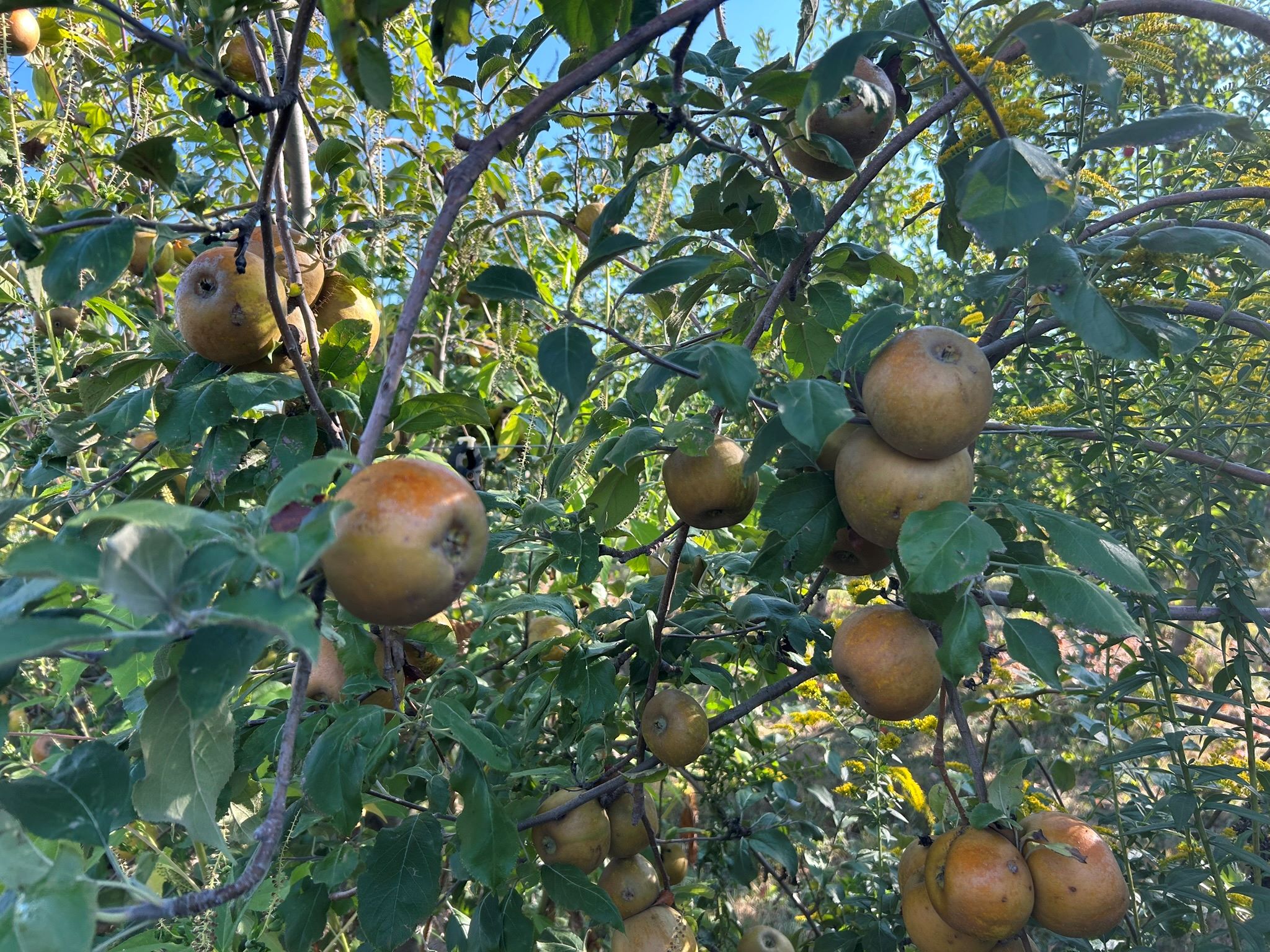 Apples in a tree
