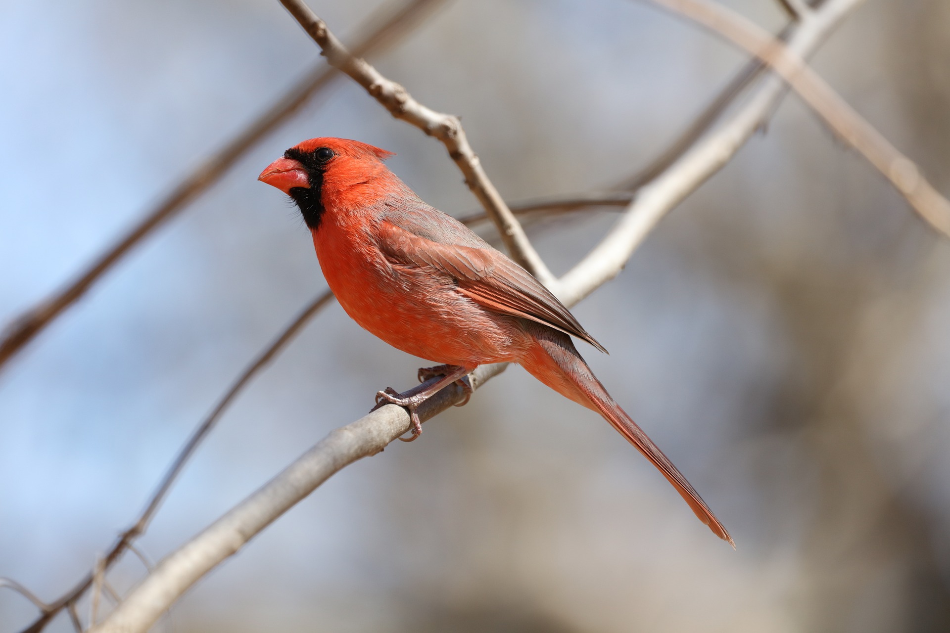Red cardinal 