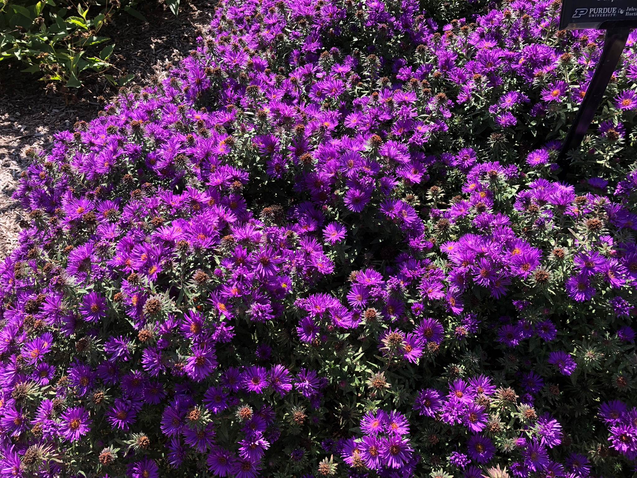 Purple Asters 