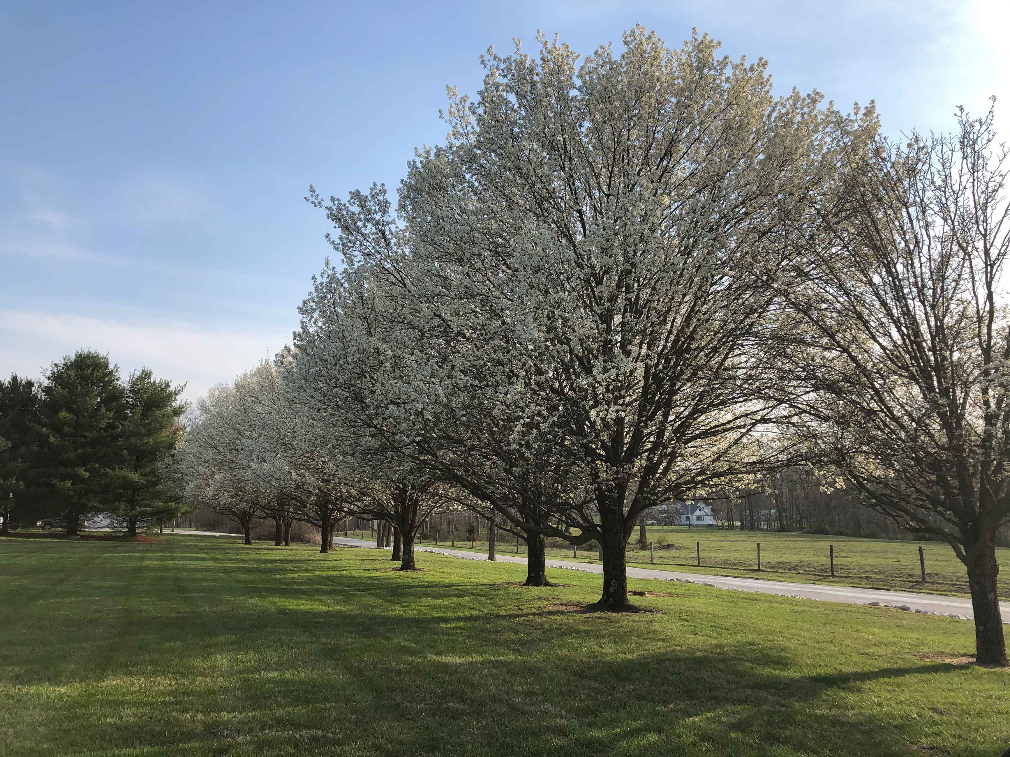 Row of Callery Pear trees 