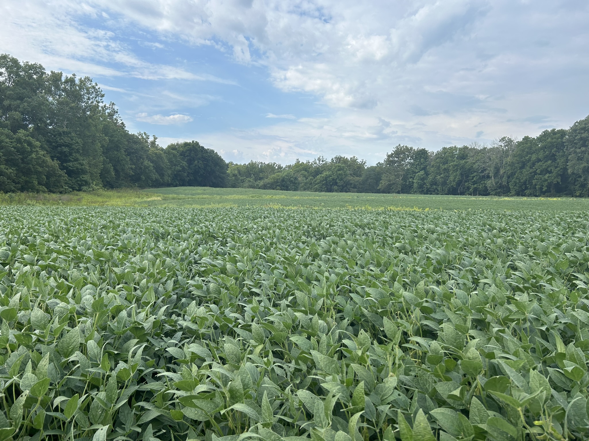 soybean field 