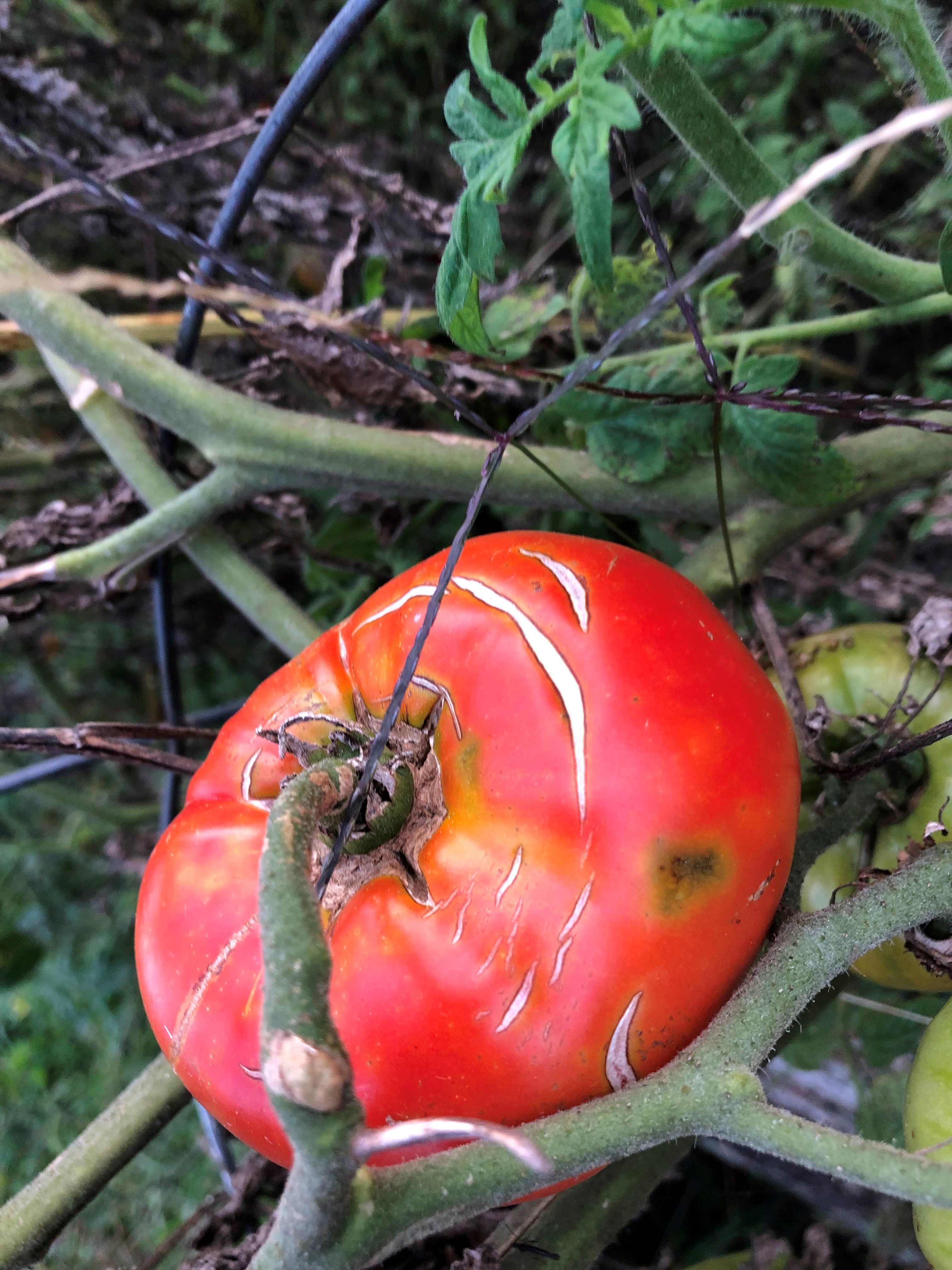 tomato with cracks on it 