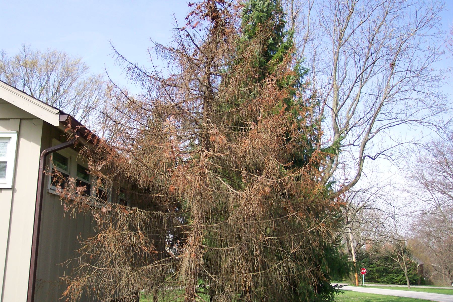 Tree in a landscape showing dieback symptoms