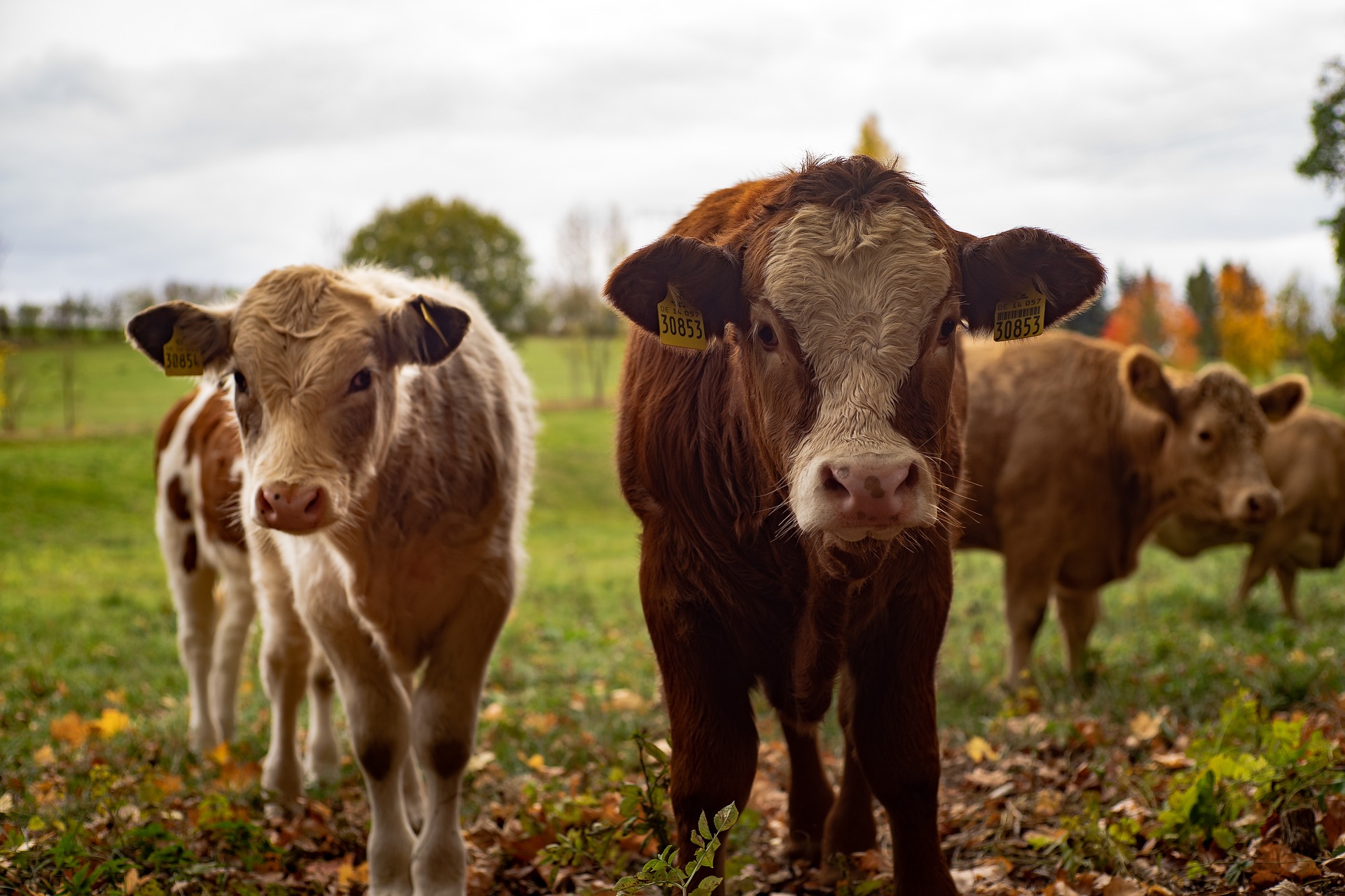 cows in field