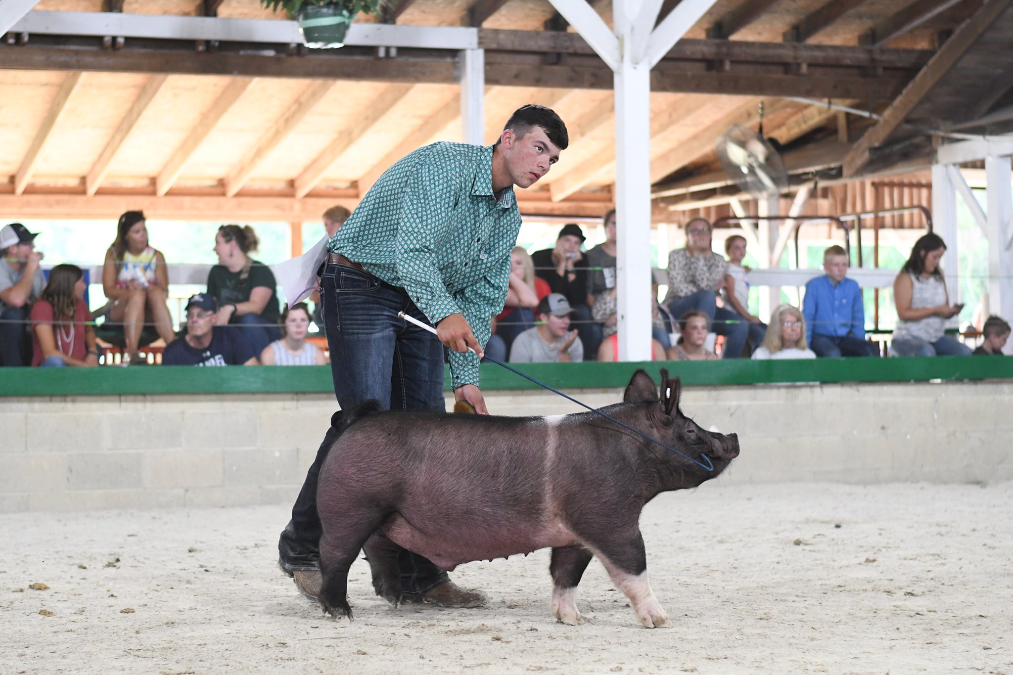 Man showing cattle 