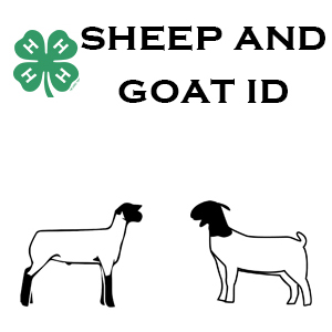 2023 Washington Co. 4-H Sheep & Goat ID