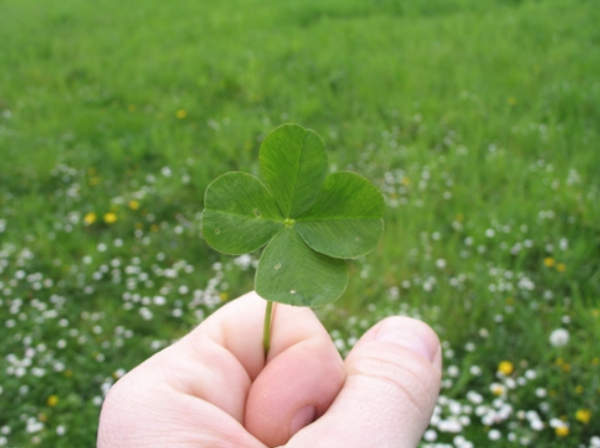 Clover in Hand