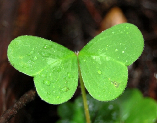 clover butterfly