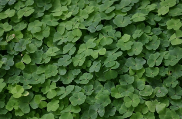 Clovers in field