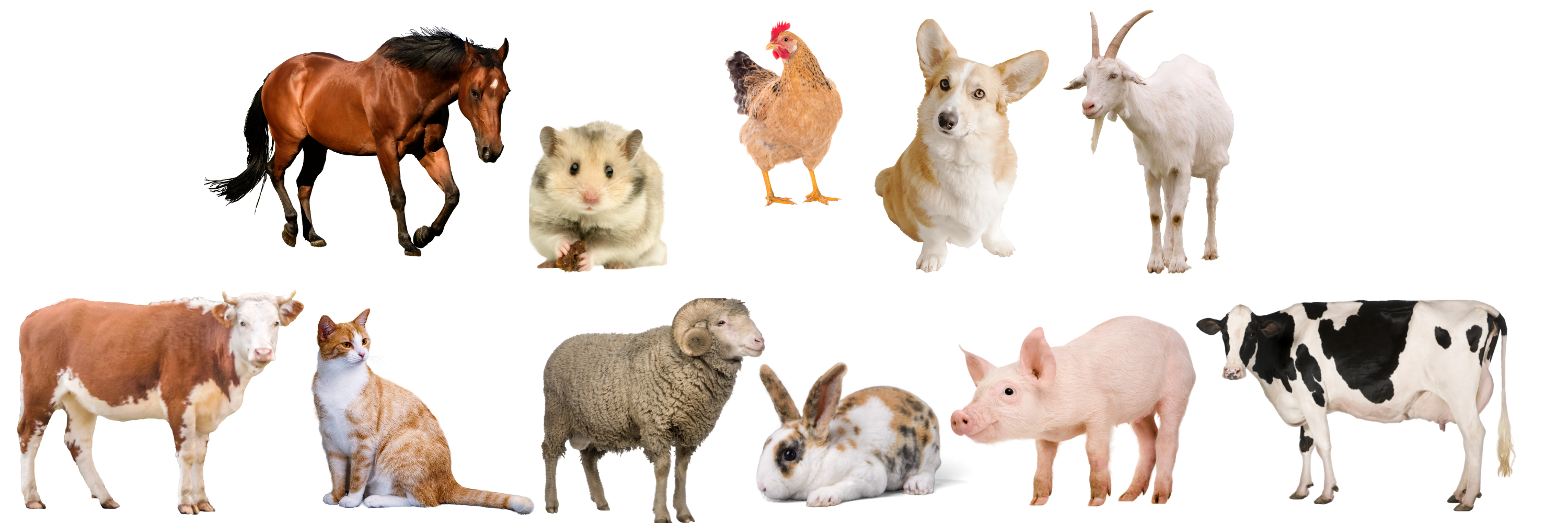 Animal Projects