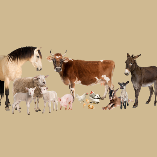 Livestock Animals