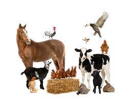 Livestock Animals