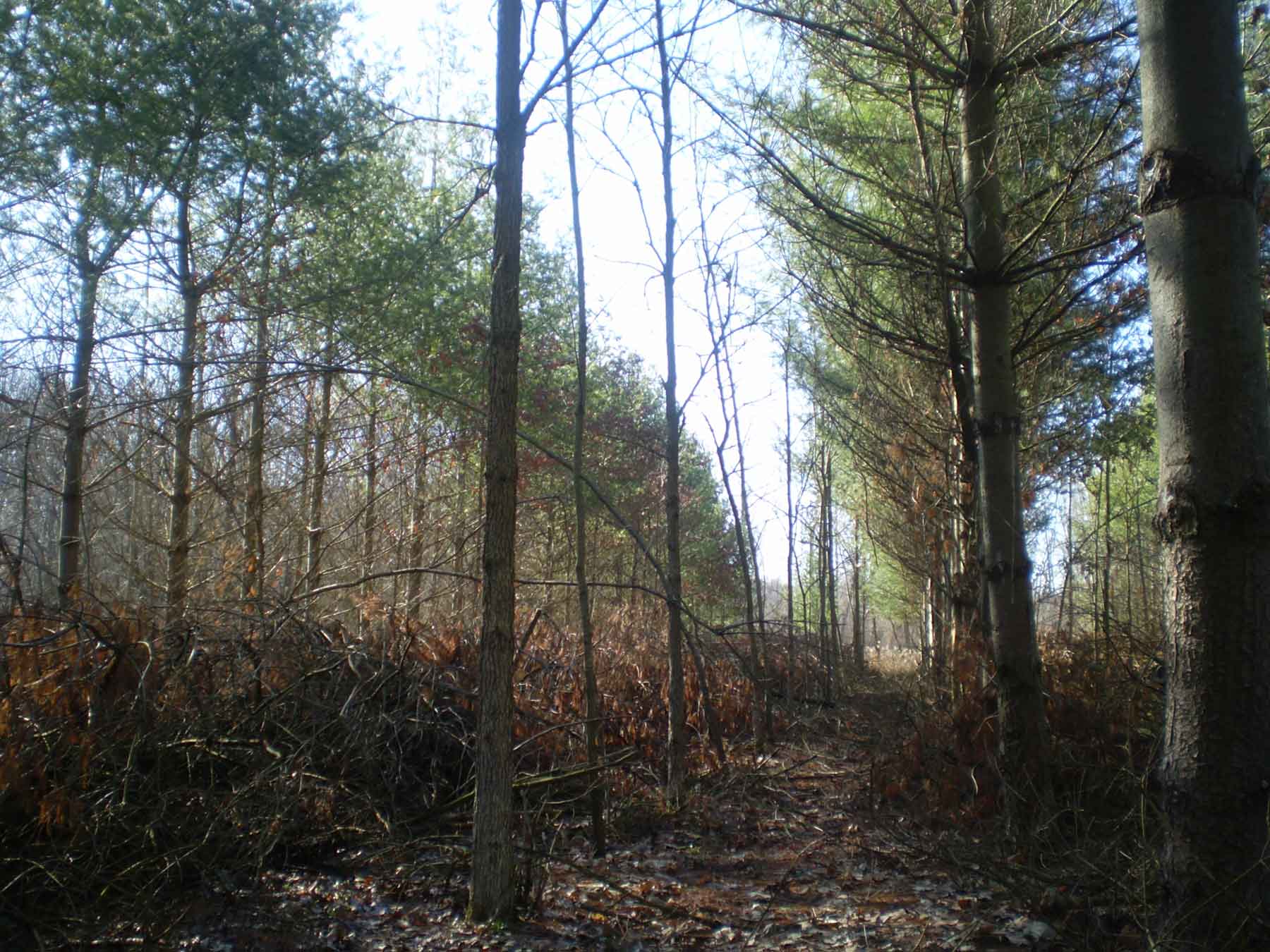 young trees