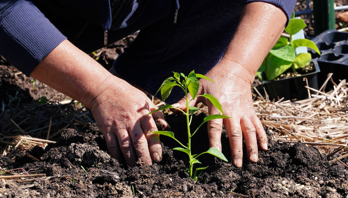 planting a garden plant
