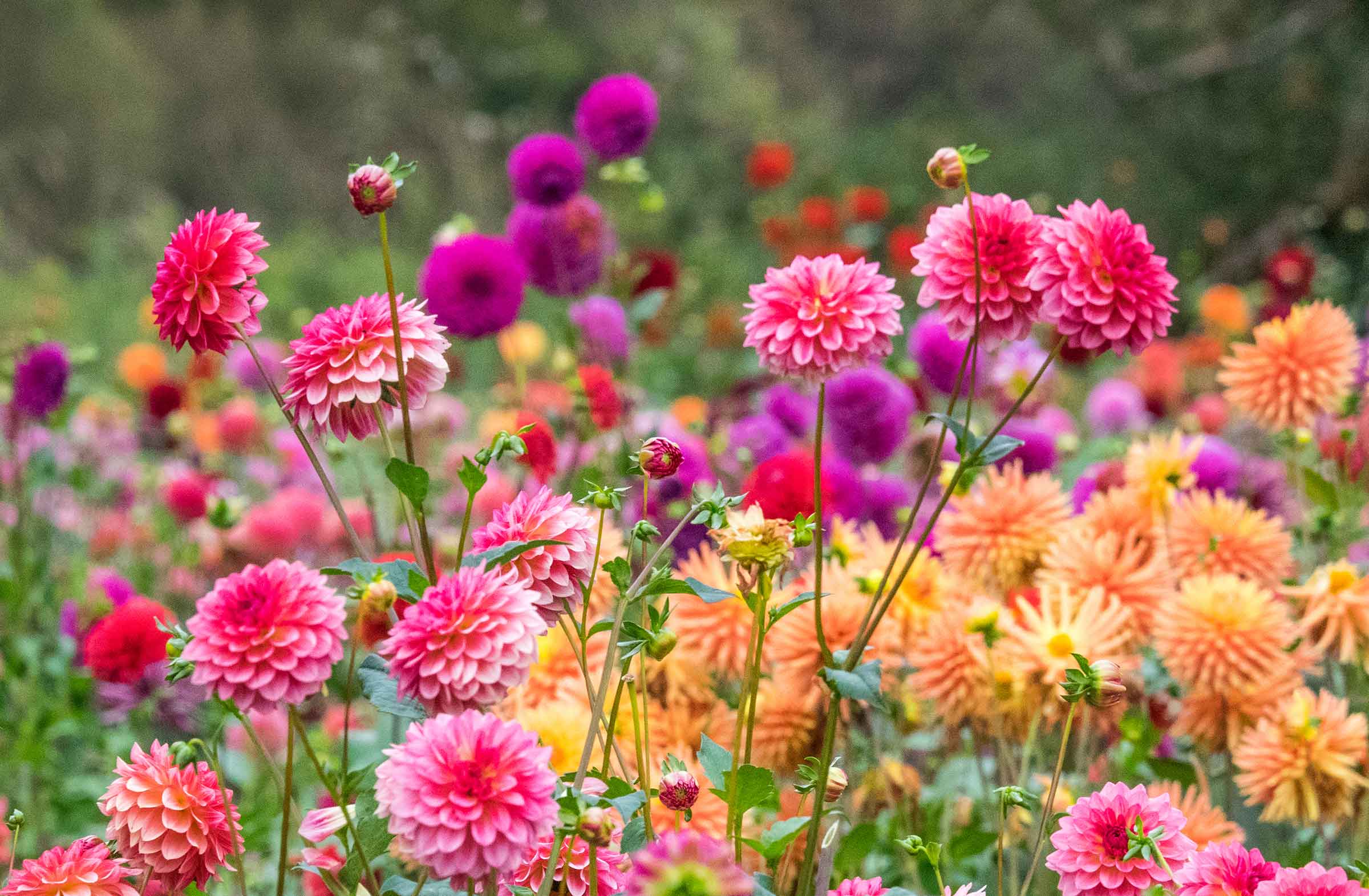 Easy Care Flower Favorites