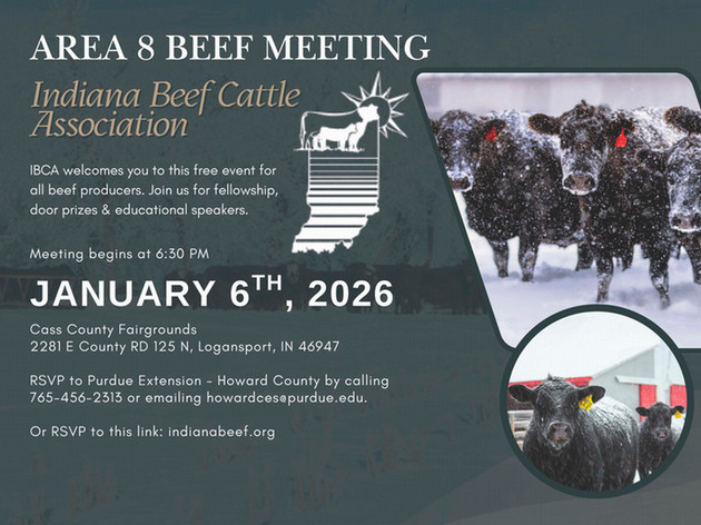 Cattle grazing in a snowing field