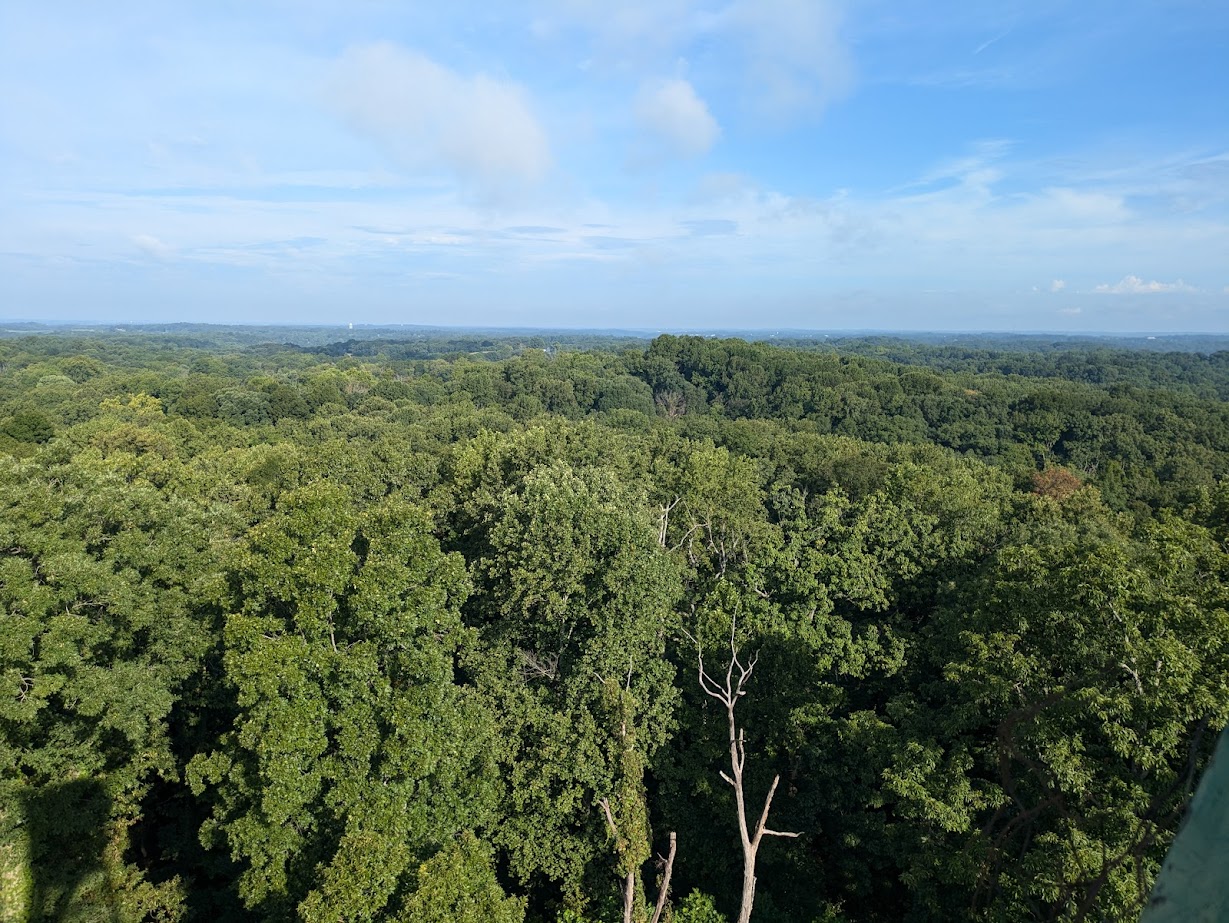 Photo displays a view from Ferdinand State Forest Fire Tower. A bright blue sky is contrasted by what looks like a carpet of green tree canopies.