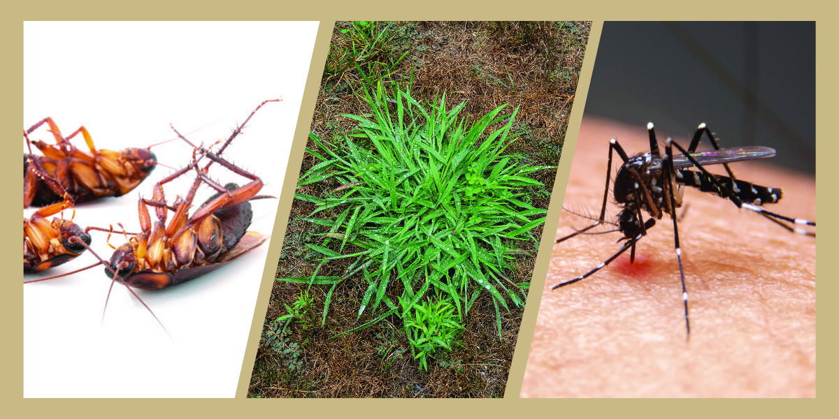 cockroach, weeds, and mosquitoes