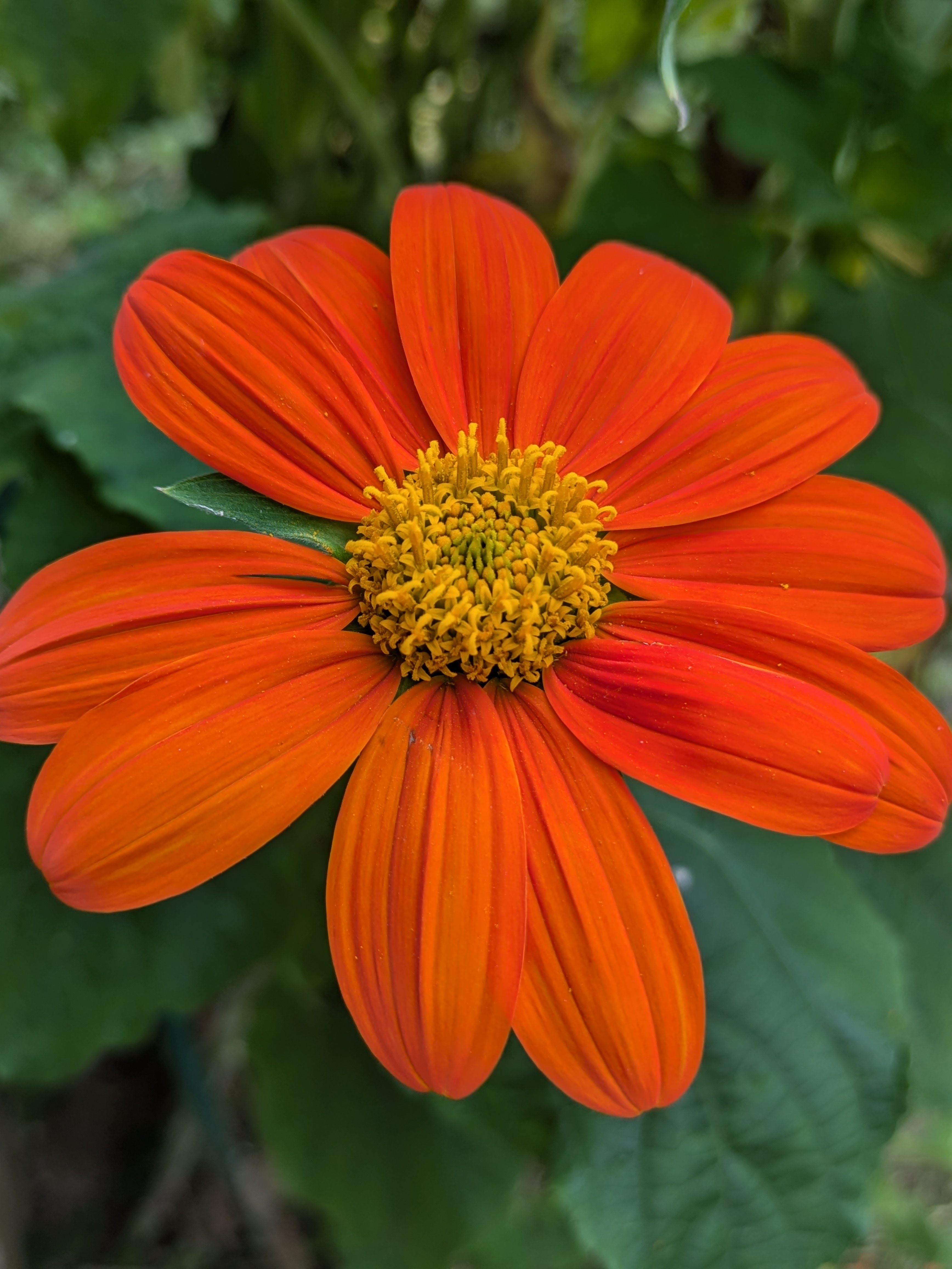 Orange Flower
