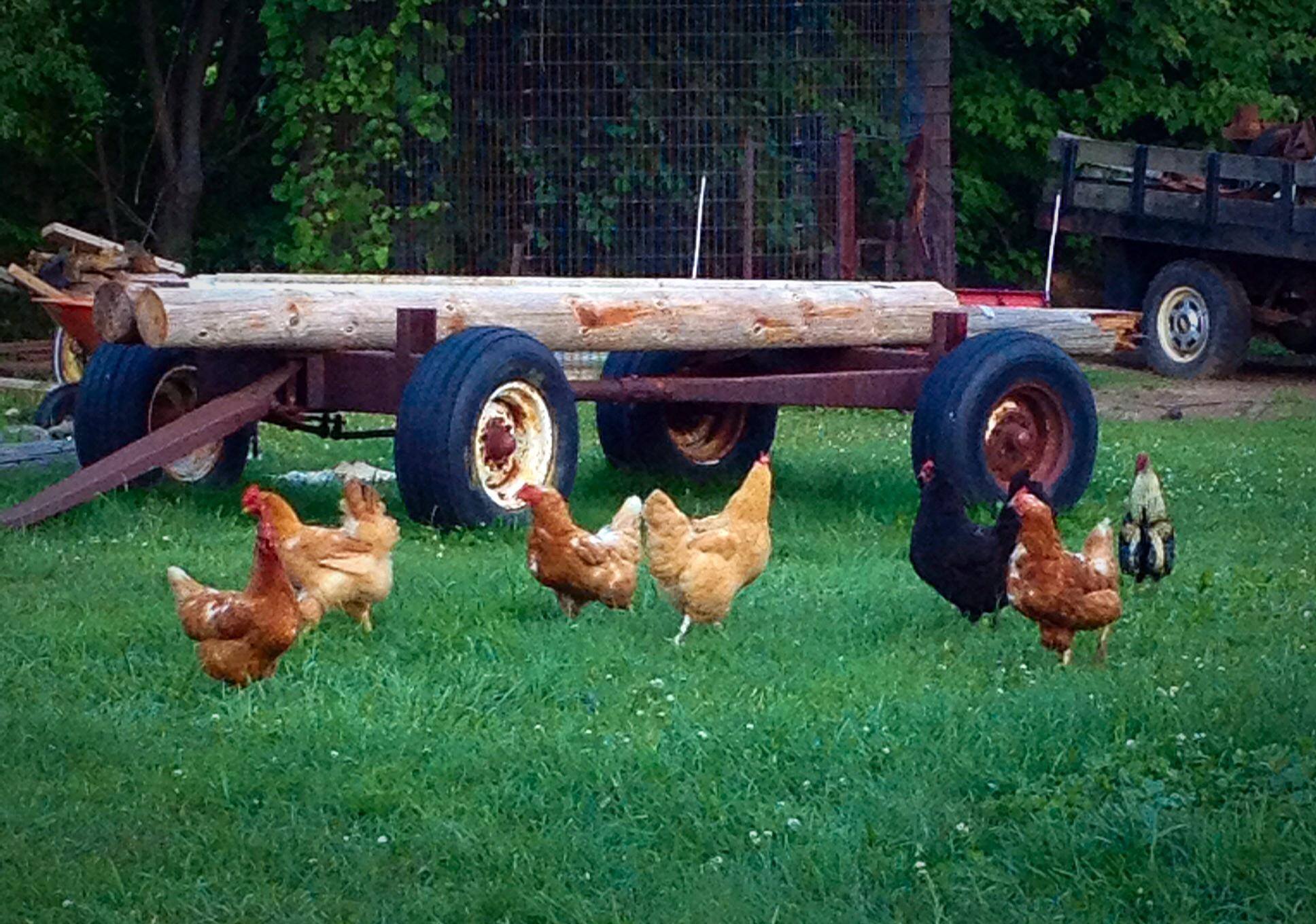 chickens running around in a yard