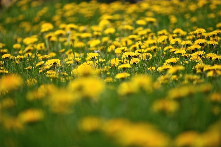 green lawn full of yellow dandelions