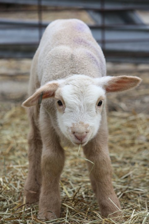 lamb with hay in mouth