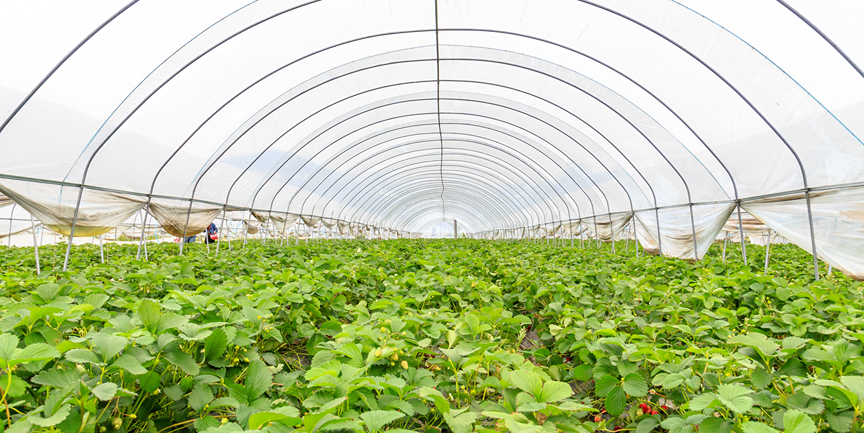 High tunnel greenhouse with plants inside
