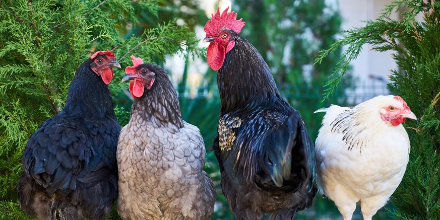 A few chickens standing