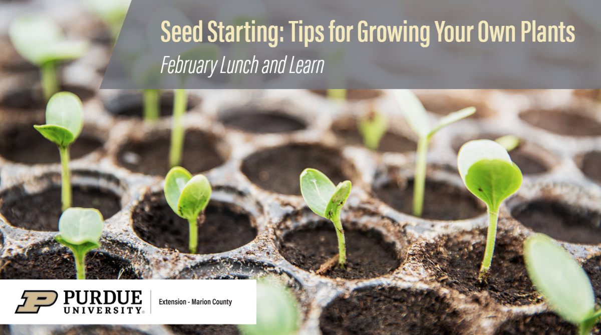 Seeds are just sprouting green in small containers. Text reads Seed Starting:  Tips for Growing Your Own Plants
