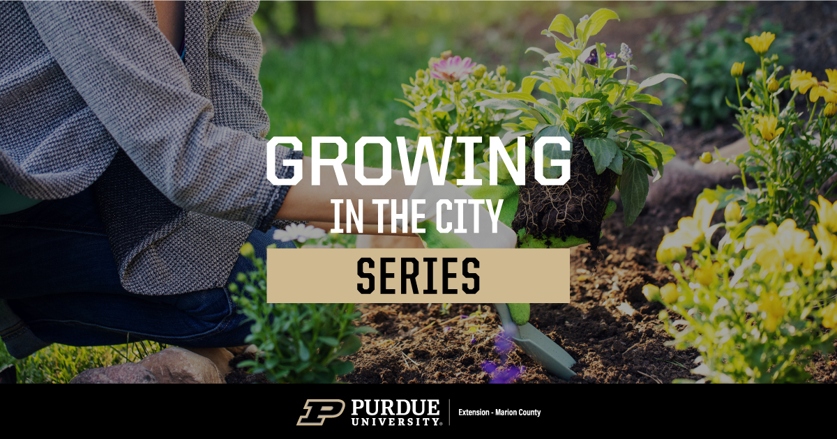 text: Growing the city series