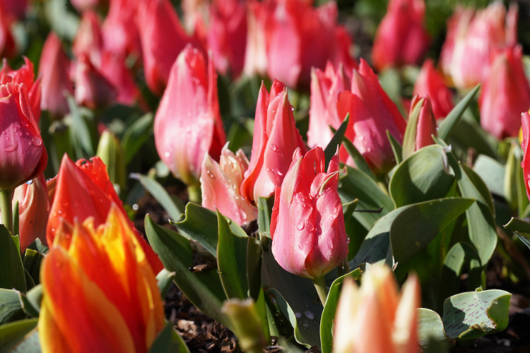 Bright tulip blossoms