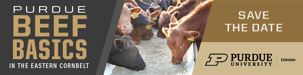 beef cattle eating grain in the middle with Purdue Beef Basics in the Eastern Corn Belt on the left and Save the Date Purdue University Extension on the right