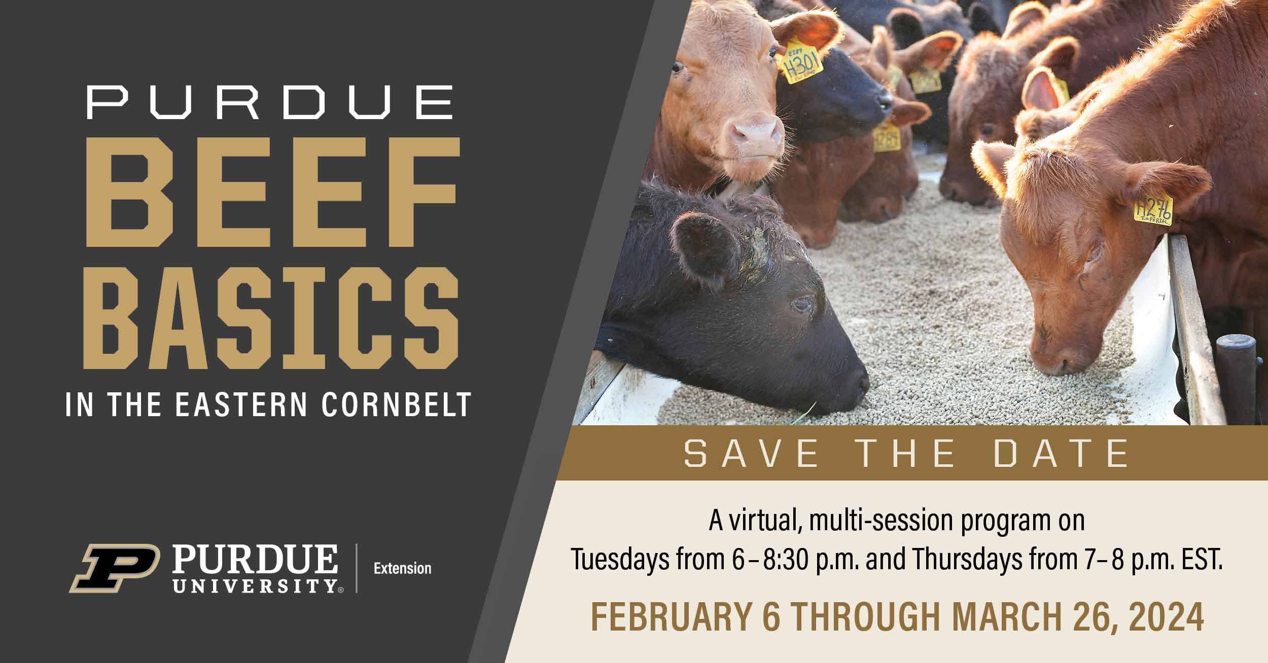 beef cattle eating grain in the middle with Purdue Beef Basics in the Eastern Corn Belt on the left and Save the Date Purdue University Extension on the right