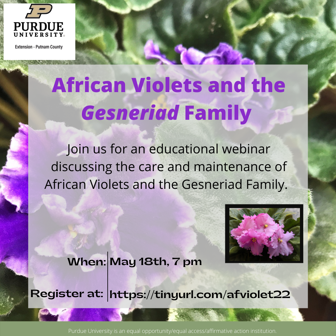 African Violet program flyer 