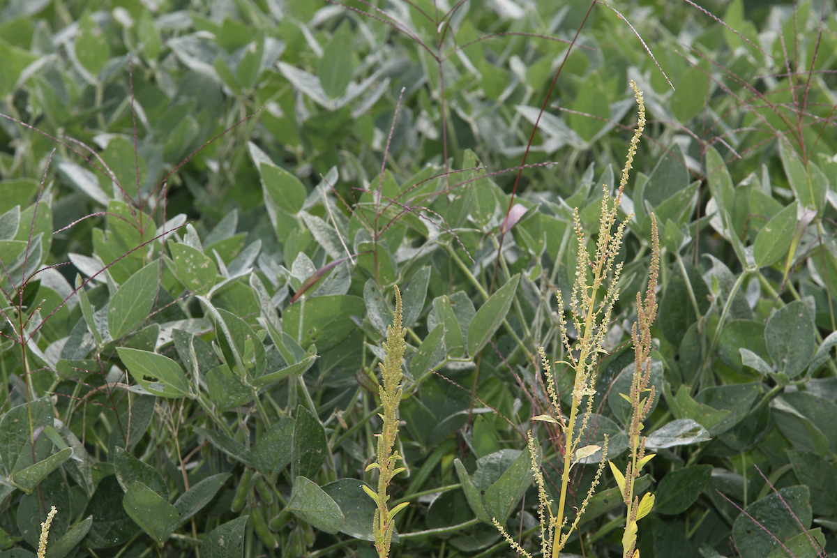 Weeds growing in a soybean field