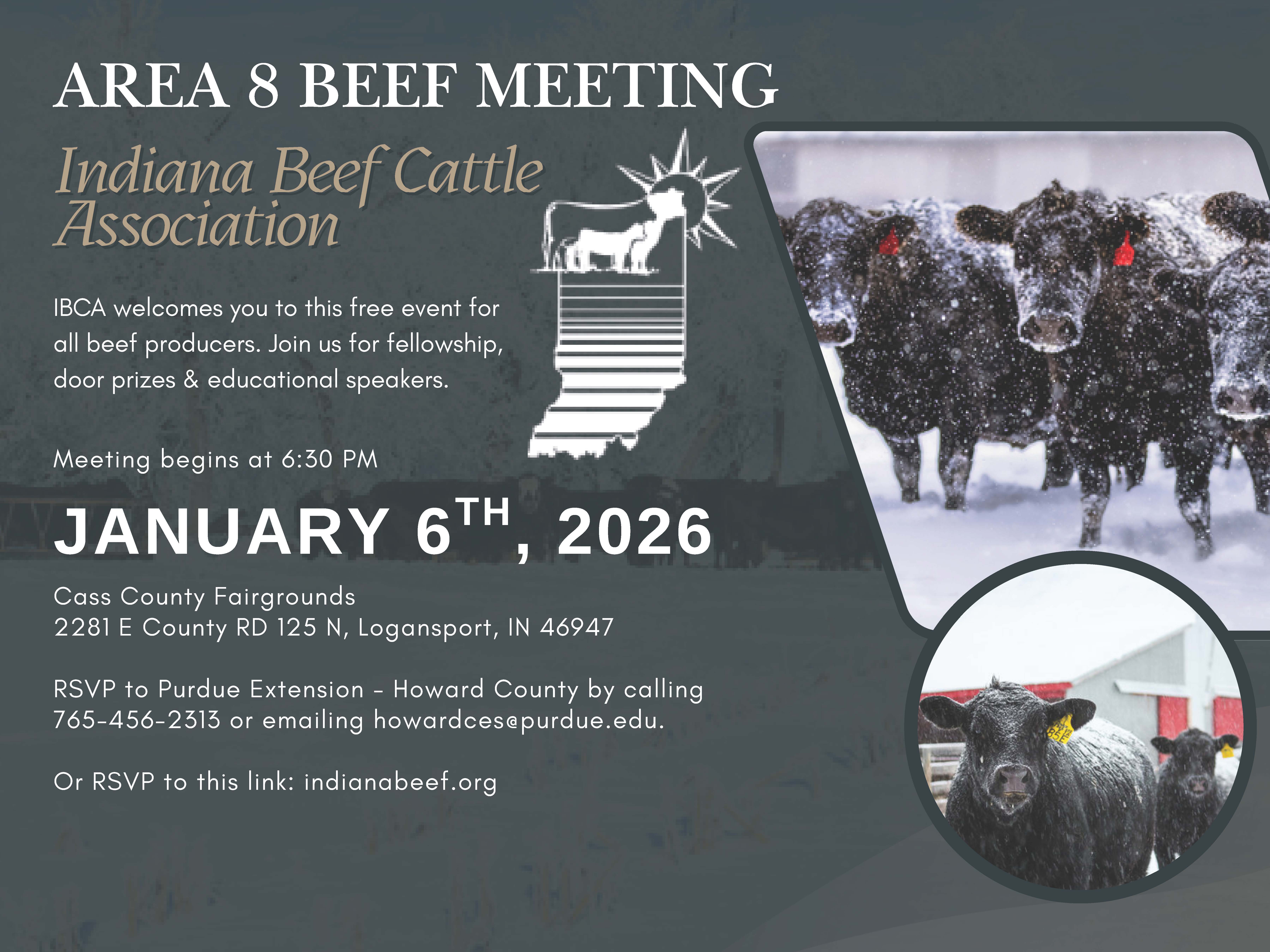 Cattle grazing in a snowing field