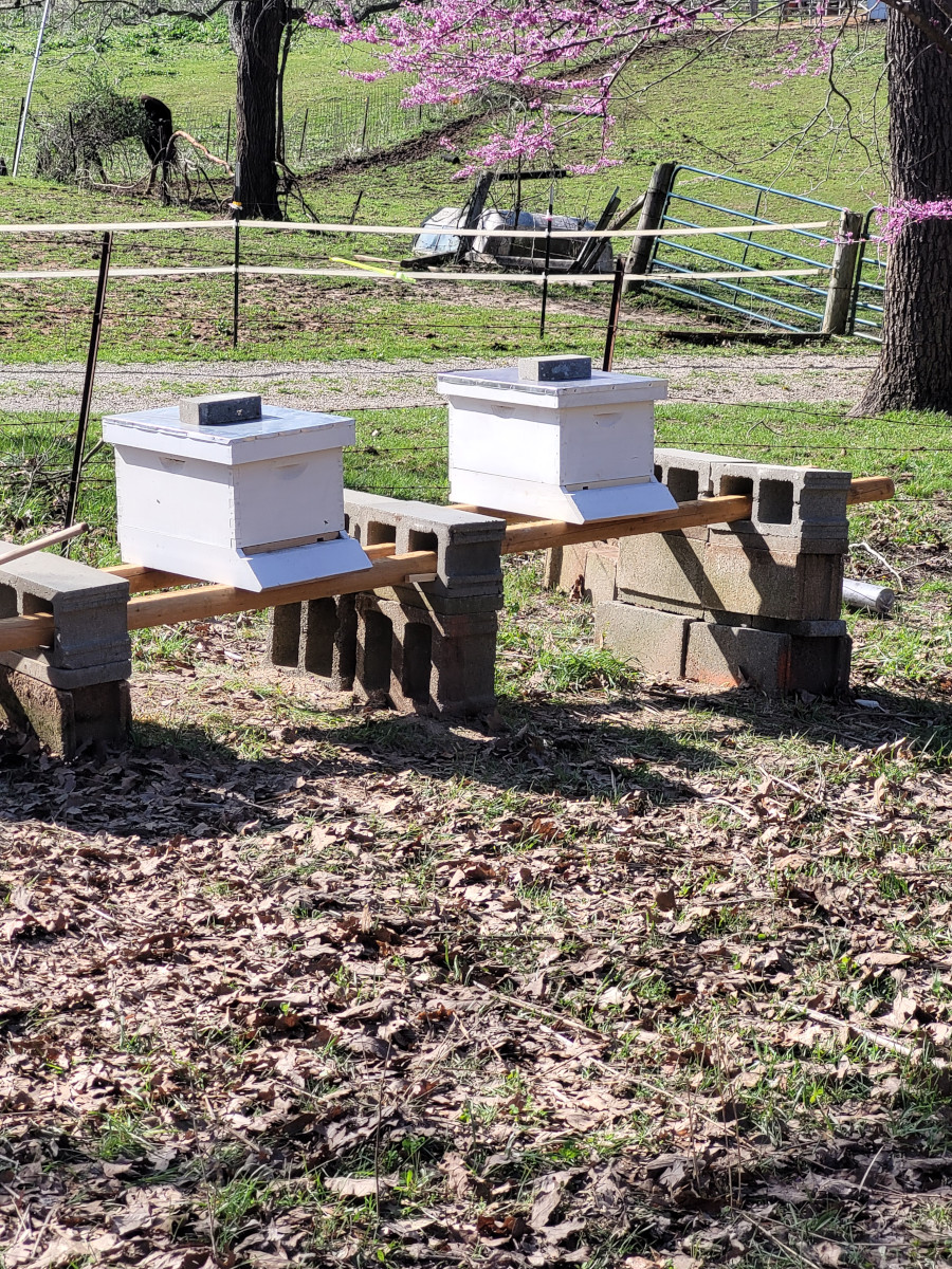 bee-hives_900.jpg