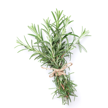 rosemary