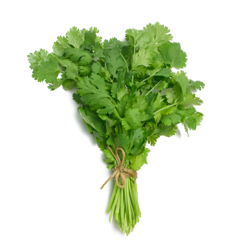 cilantro