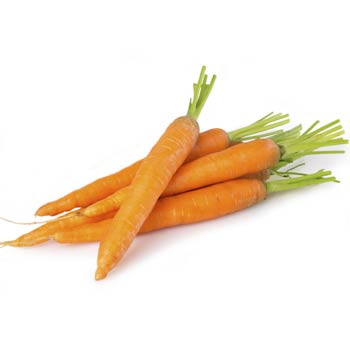 carrot