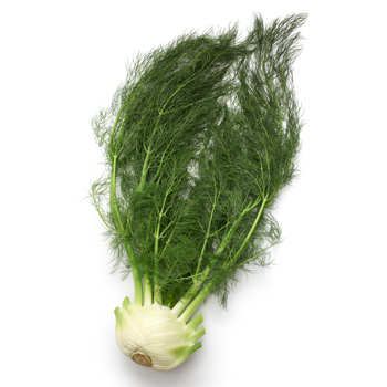 fennel