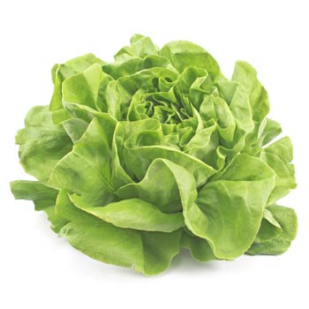 lettuce