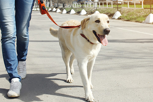 A person walking a dog